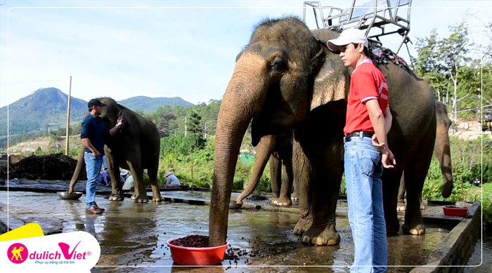 Tham quan vườn cà phê chồn và cà phê voi Phú An