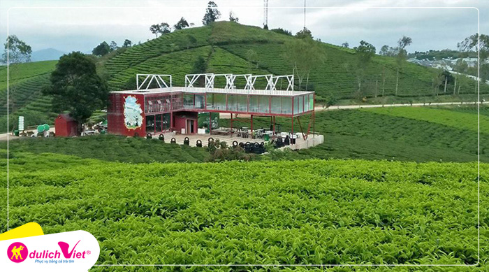 Đồi chè Cầu Đất