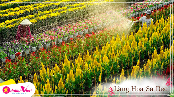 TOUR ĐỒNG THÁP 1N | LÀNG HOA SA ĐÉC - QUÝT HỒNG LAI VUNG - CHỢ QUÊ TÂN THUẬN ĐÔNG