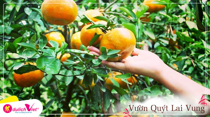 TOUR ĐỒNG THÁP 1N | LÀNG HOA SA ĐÉC - QUÝT HỒNG LAI VUNG - CHỢ QUÊ TÂN THUẬN ĐÔNG