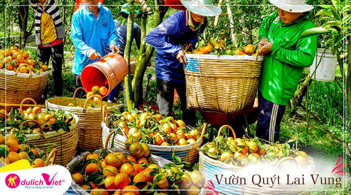 Du lịch Đồng Tháp Làng Hoa Sa Đéc - Vườn Quýt Hồng Lai Vung từ Sài Gòn 2025
