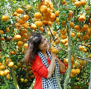 TOUR ĐỒNG THÁP 1N | LÀNG HOA SA ĐÉC - QUÝT HỒNG LAI VUNG - CHỢ QUÊ TÂN THUẬN ĐÔNG