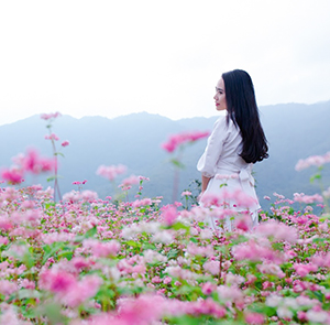 Du lịch Đông Bắc Hoa Tam Giác Mạch - Hà Nội - Hà Giang - Cao Bằng - Thác Bản Giốc từ Sài Gòn 2025