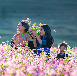 Du lịch Đông Tây Bắc - Sapa - Hà Giang - Sông Nho Quế mùa Hoa Tam Giác Mạch từ Sài Gòn 2025