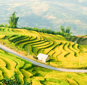 Du lịch Đông Bắc - Hà Giang - Quản Bạ - Hoàng Su Phì - Sông Nho Quế mùa lúa chín từ Sài Gòn 2025