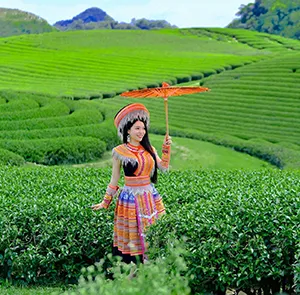 TOUR TÂY BẮC TẾT DƯƠNG LỊCH 4N3Đ | ĐIỆN BIÊN - APACHẢI - MỘC CHÂU