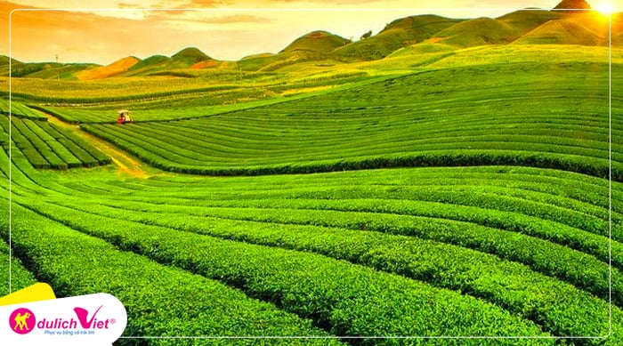 Đồi Chè Mộc Châu