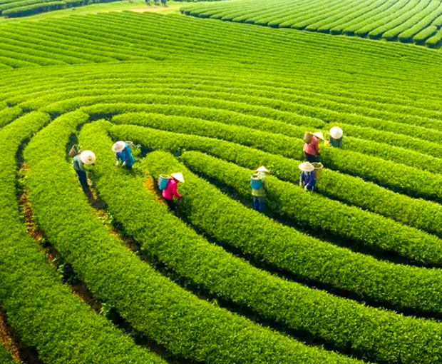 Du lịch Đông Bắc Hè - Hà Nội - Mộc Châu - Hà Giang - Lũng  Cú - Sông Nho Quế  từ Sài Gòn 2025