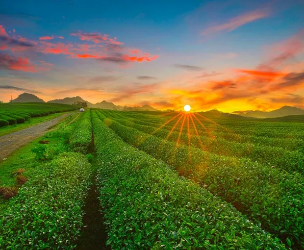 TOUR MIỀN BẮC MÙA THU 4N3Đ | MAI CHÂU - MỘC CHÂU - NINH BÌNH