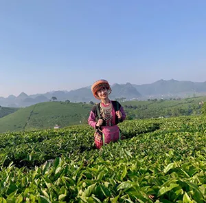 TOUR TÂY BẮC TẾT DƯƠNG LỊCH 5N4Đ | MỘC CHÂU - ĐIỆN BIÊN - SAPA - FANSIPAN