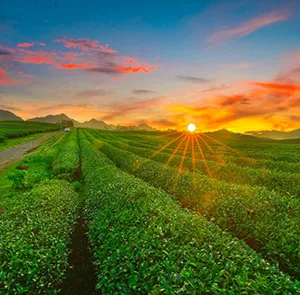 TOUR MIỀN BẮC MÙA THU 4N3Đ | MAI CHÂU - MỘC CHÂU - NINH BÌNH