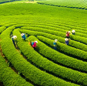 Du lịch Đông Bắc Hè - Hà Nội - Mộc Châu - Hà Giang - Lũng  Cú - Sông Nho Quế  từ Sài Gòn 2025