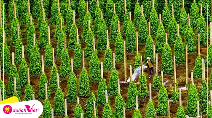 Hồ tiêu Phú Quốc