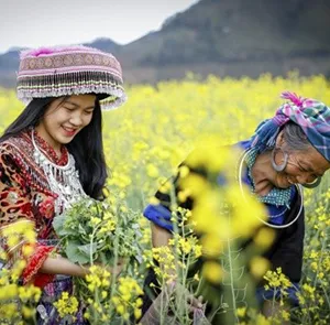 TOUR MIỀN BẮC MÙA XUÂN 5N4Đ | HẠ LONG - NINH BÌNH - SAPA - FANSIPAN