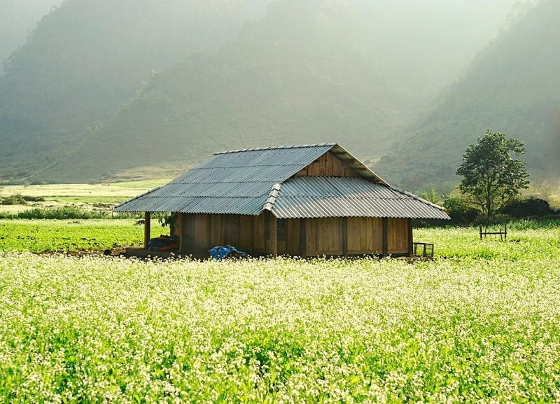 Bản Thung Cuông với cánh đồng cải trắng