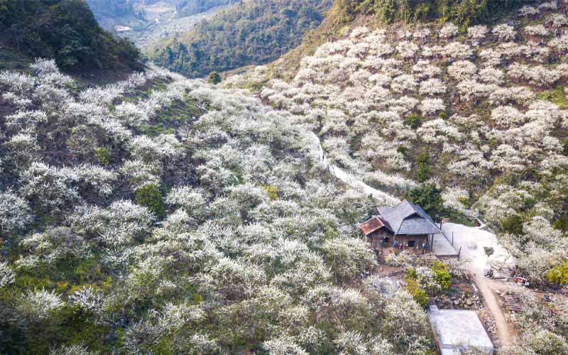 Thung lũng mận Nà Ka Mộc Châu mùa hoa trắng