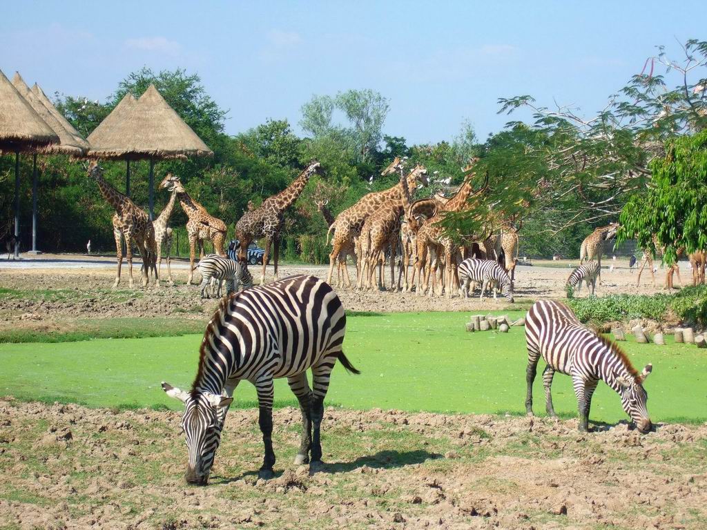 Vườn thú Safari World