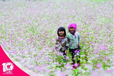 Cánh đồng hoa tam giác mạch ở Hà Giang