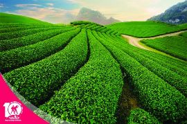 Đồi chè xanh mướt ở Mộc Châu
