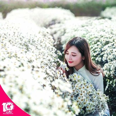 Cúc họa mi tô điểm cho vẻ đẹp cổ kính của Hà Nội