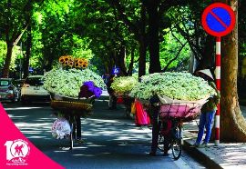 Cúc họa mi trắng tinh khôi trên phố Hà Nội