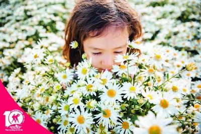 Những bó cúc họa mi trắng tinh khôi