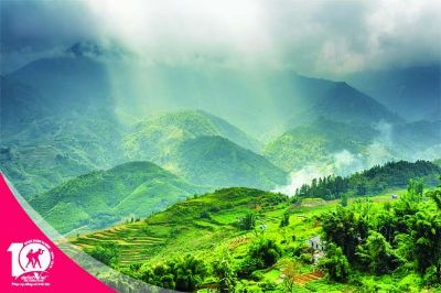 Ruộng bậc thang vàng óng ở Sapa