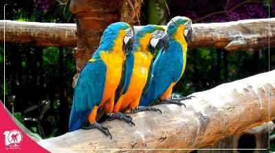 Du lịch Thái lan Bangkok - Pattaya 5 ngày mùa Thu từ Tp.HCM giá tốt