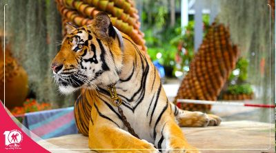 Du lịch Thái Lan Bangkok - Pattaya mùa Thu khởi hành từ Sài Gòn giá tốt