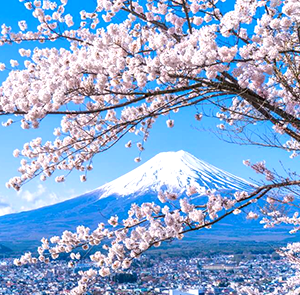Du lịch Nhật Bản mùa hoa Anh Đào 2025 - Tokyo - Ibaraki - Hakone - Fuji từ Sài Gòn