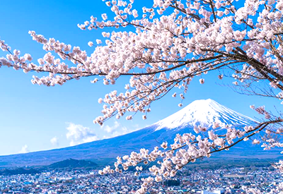 Du lịch Nhật Bản mùa hoa Anh Đào 2025 - Tokyo - Ibaraki - Hakone - Fuji từ Sài Gòn
