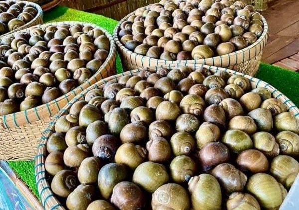 Chọn ốc gác bếp to, không bể vỏ