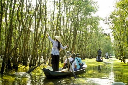 rừng trà sư