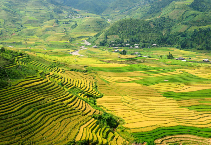 Ruộng bậc thang sapa mùa lúa chín
