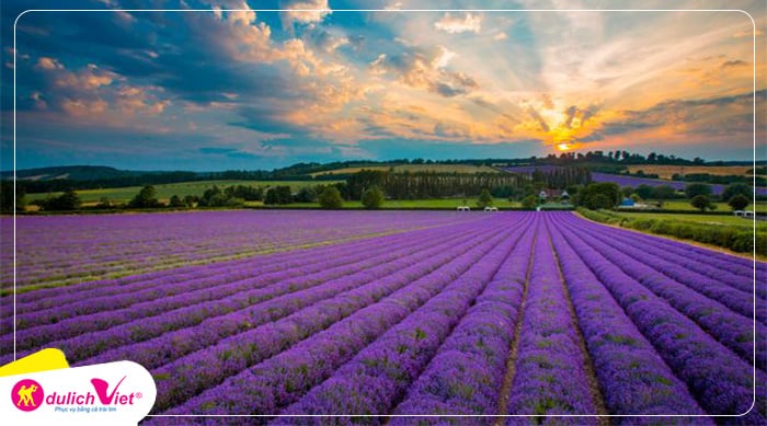 canh-dong-hoa-lavender-anh-du-lich-viet