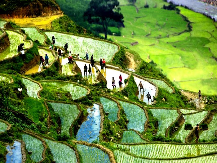 ruộng bậc thang sapa