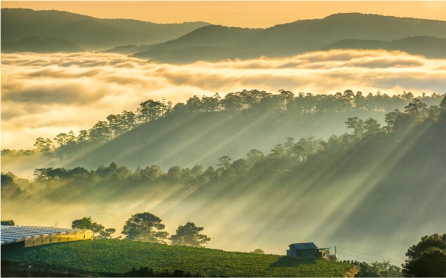 Những buổi sớm mai mờ sương ở Đà Lạt