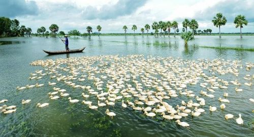 An Giang mùa nước nổi