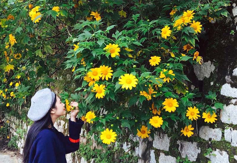 Vẻ đẹp những bông hoa dã quỳ Đà Lạt giữa trong lòng Đà Lạt