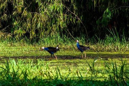Hệ sinh thái động thực vật đa dạng tại An Giang vào mùa nước nổi