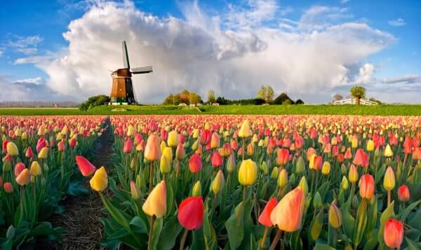 Vườn hoa Keukenhof rực rỡ sắc màu ở Hà Lan