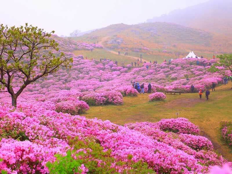 Du lịch Hàn Quốc vào mùa Xuân là thời điểm lý tưởng để ngắm nhìn nhiều loài hoa đẹp