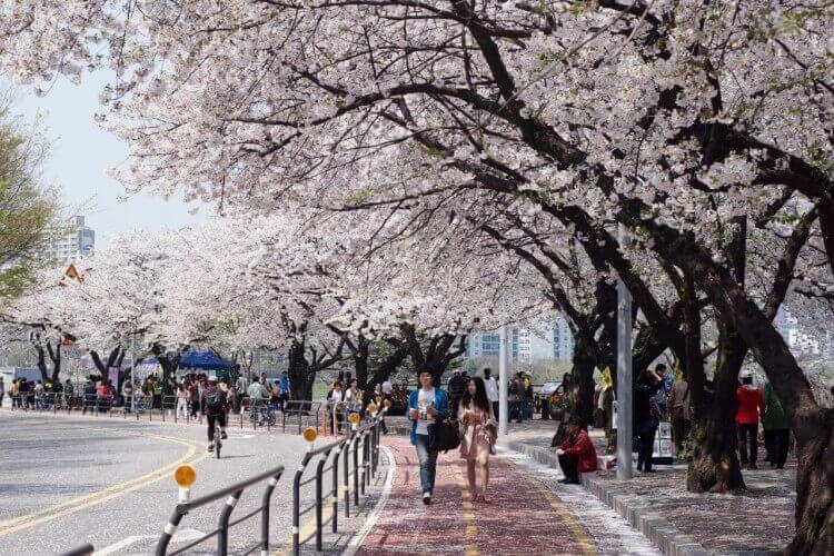 Du lịch Hàn Quốc mùa Thu - Jinhae