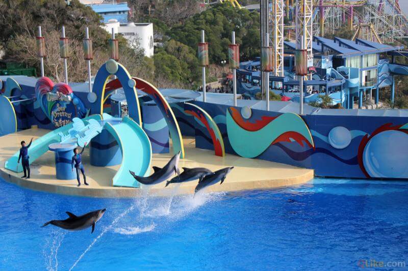 Du lịch Hồng Kông, tham gia Dolphin Show Ocean Park