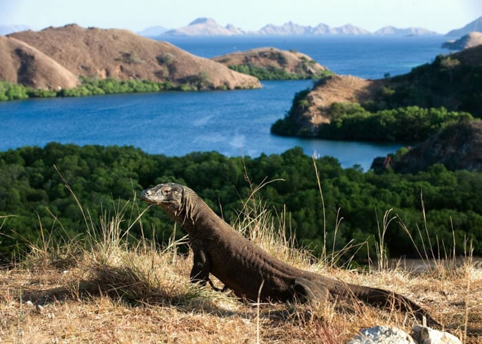 Rồng Komodo tại công viên quốc gia Komodo
