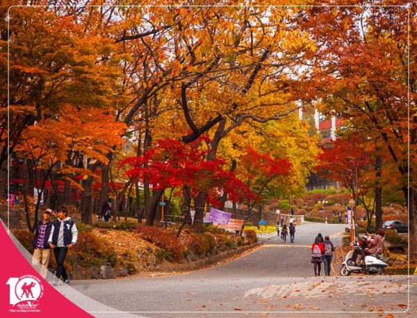 Hàng cây lãng mạn trên đảo Nami vào mùa thu
