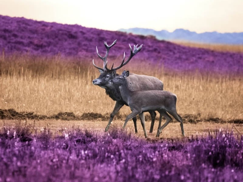 Công viên Quốc gia Hoge Veluwe với cảnh quan thiên nhiên hùng vĩ.