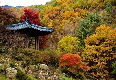 TOUR HÀN QUỐC MÙA XUÂN 5N4Đ | HÀ NỘI - SEOUL - NAMI - EVERLAND - NGẮM HOA ANH ĐÀO CÔNG VIÊN YEOUIDO - RỪNG SEOUL (Bay Vietnam Airlines)