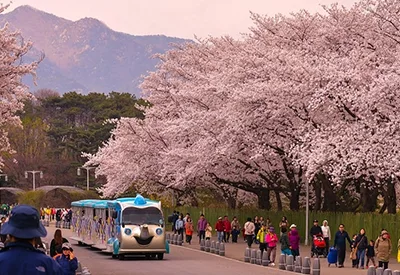TOUR HÀN QUỐC MÙA HOA ANH ĐÀO 5N4Đ | HÀ NỘI - SEOUL - NAMI - MORNING CALM - EVERLAND - CÔNG VIÊN YEOUIDO