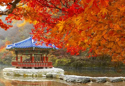 TOUR HÀN QUỐC MÙA HOA ANH ĐÀO 6N5Đ | BUSAN – GYEONGJU – SEOUL – ĐẢO NAMI – TÀU ĐIỆN – NGẮM HOA ANH ĐÀO